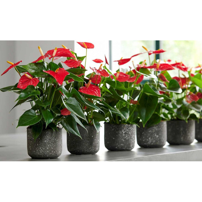 Антуриумы в Аксу