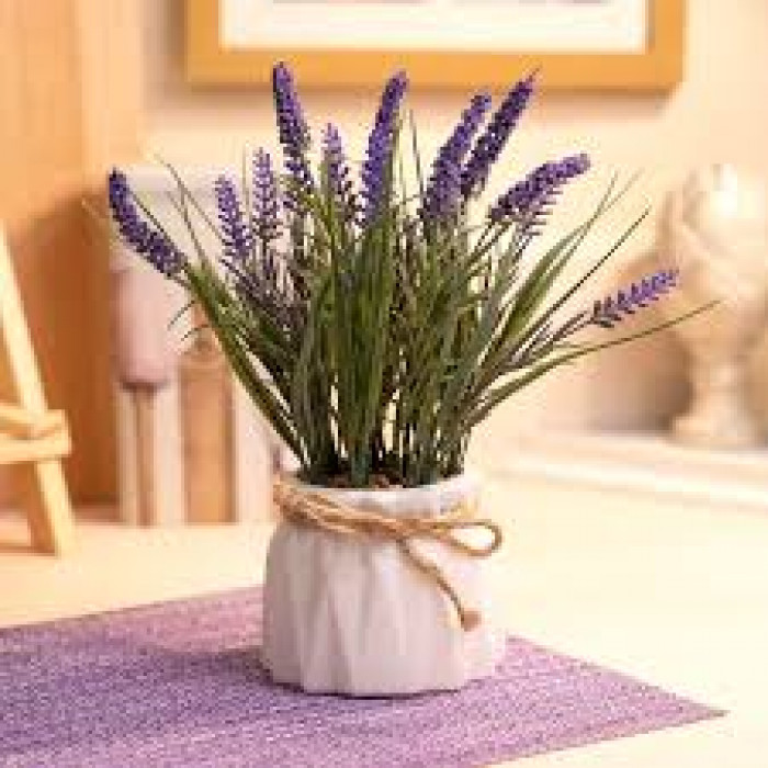 Лаванда в Аксу