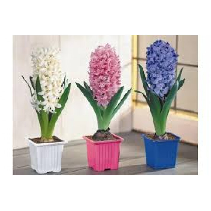 Гиацинты в Аксу