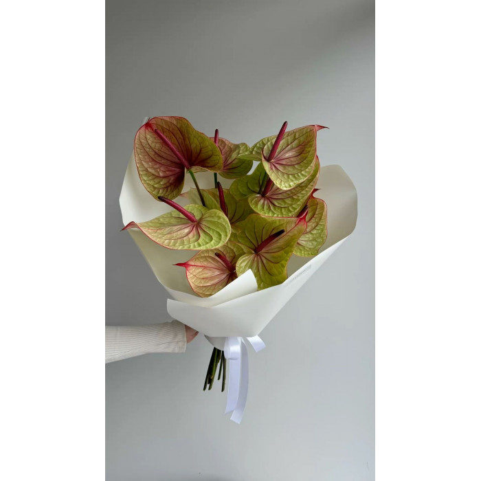 Антуриумы в Аксу