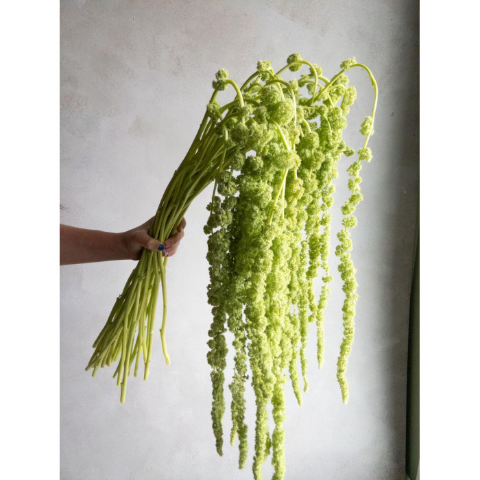 Амарантус в Аксу