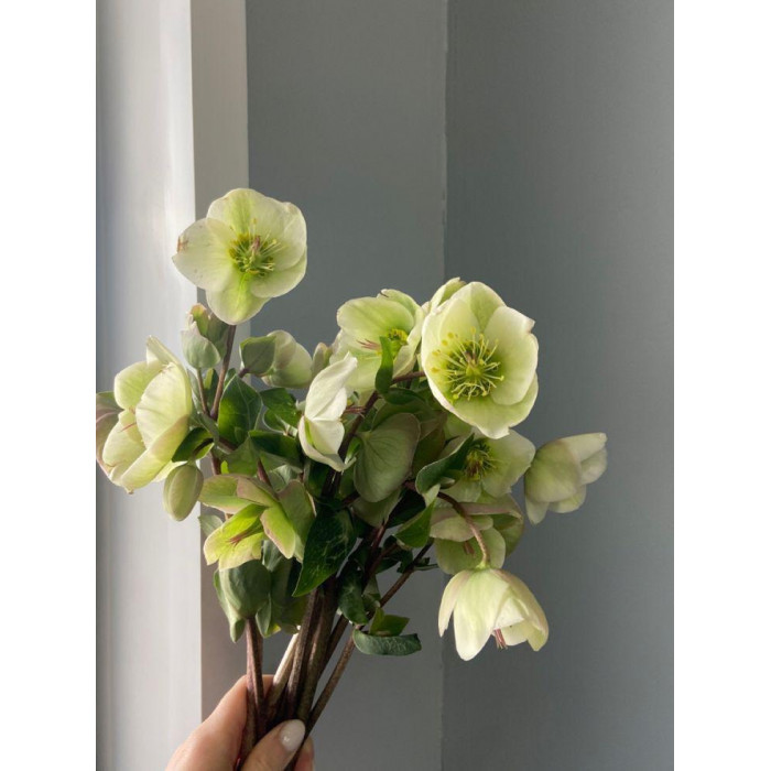 Хелеборус в Аксу