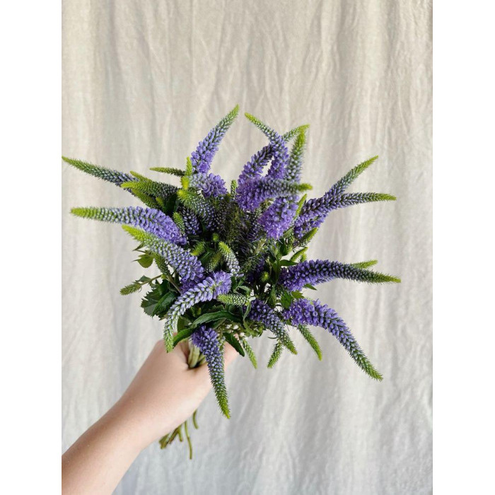 Вероника в Аксу