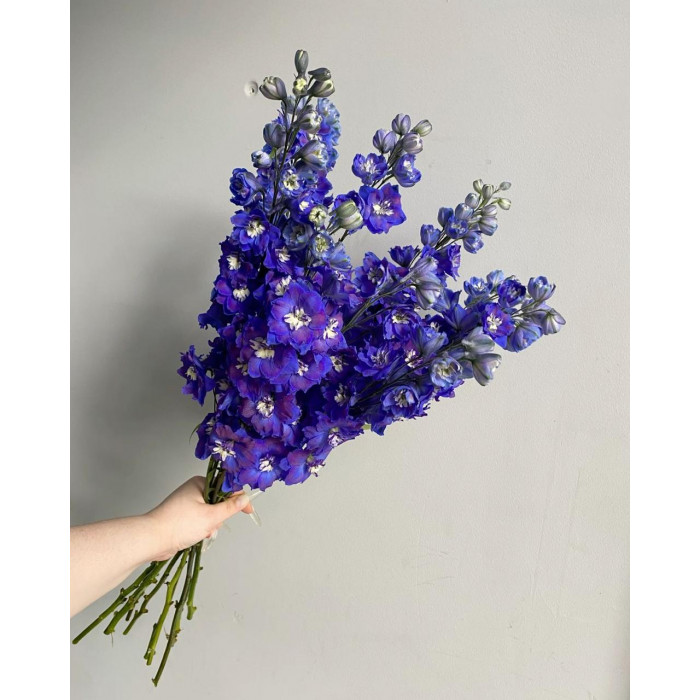 Делфиниум в Аксу