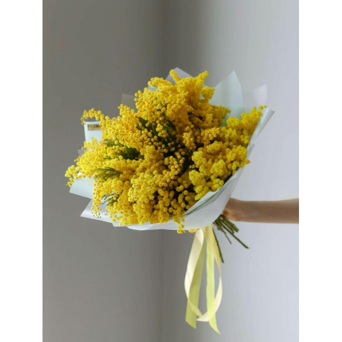 Мимоза в Аксу