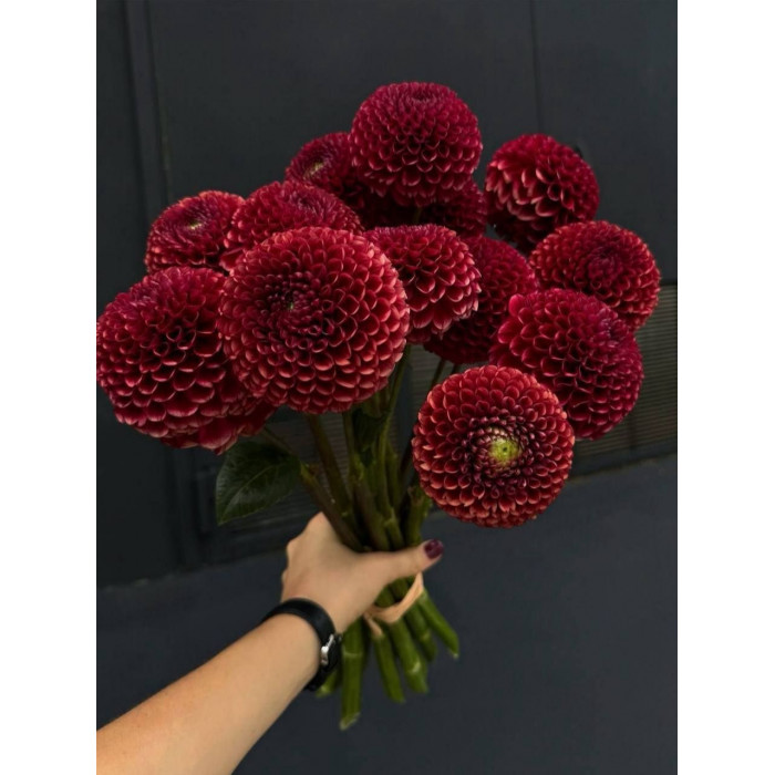 Георгины в Аксу