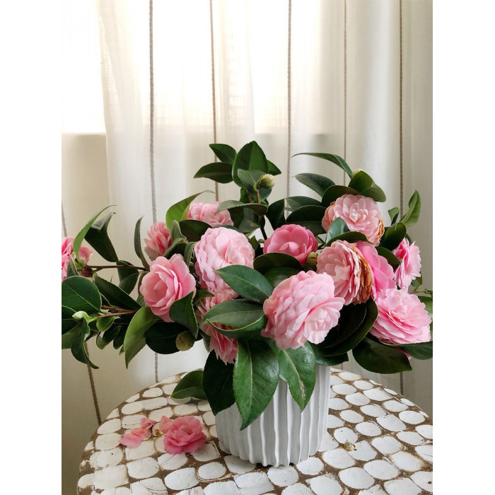 Камелия в Аксу