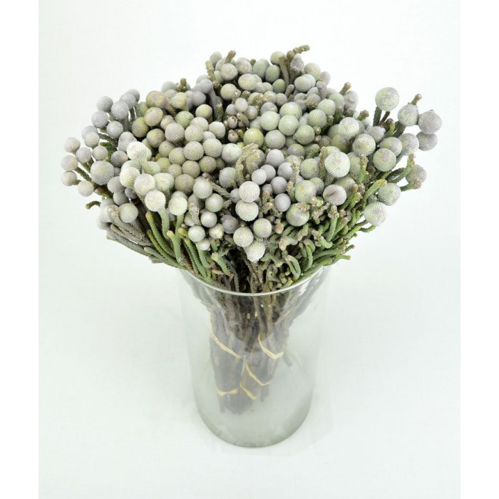 Бруния в Аксу