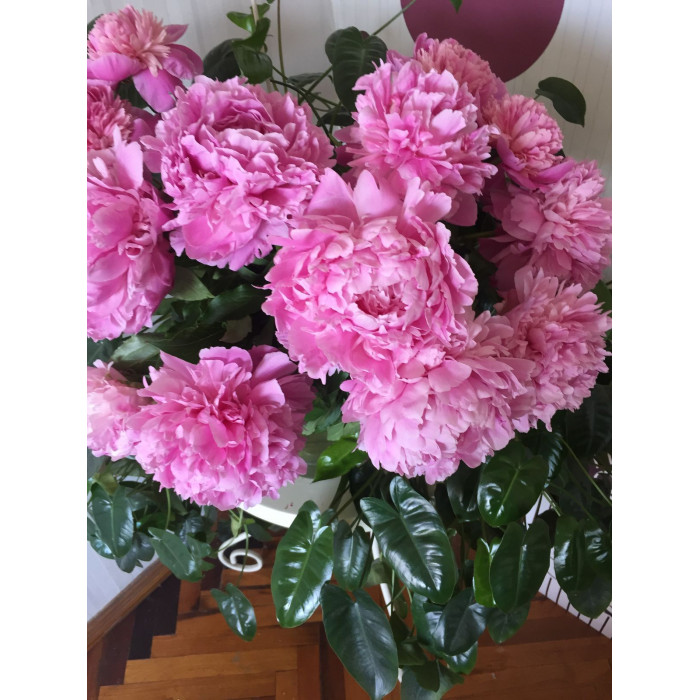 Пион древовидный в Аксу