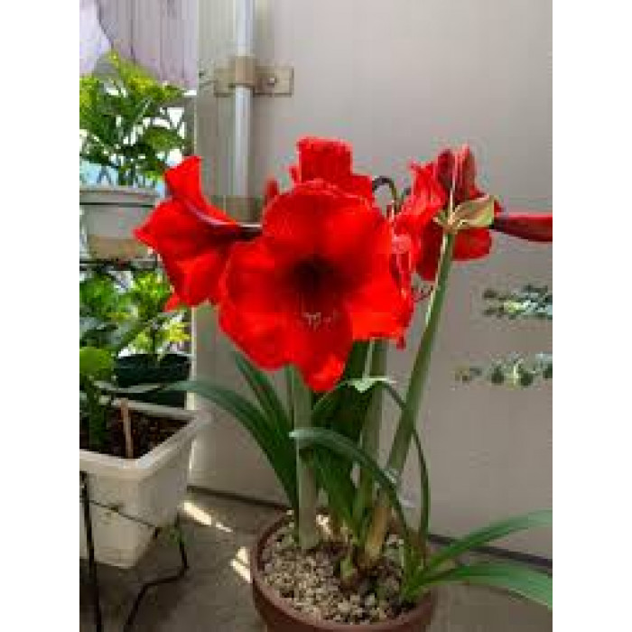 Амариллис в Аксу