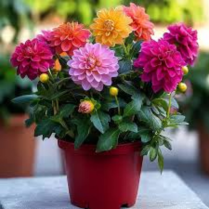 Георгины в Аксу