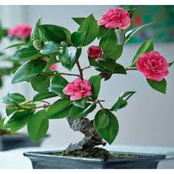 Камелия в Аксу