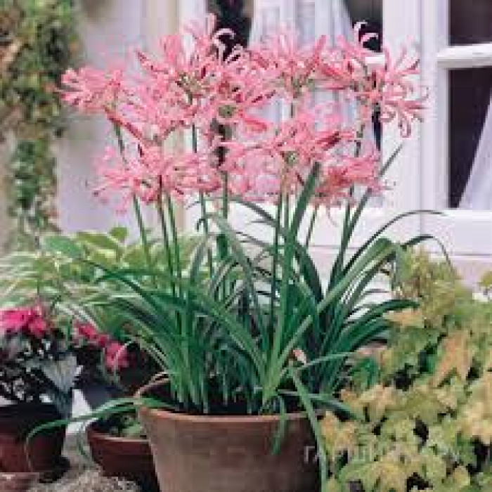 Нерине в Аксу