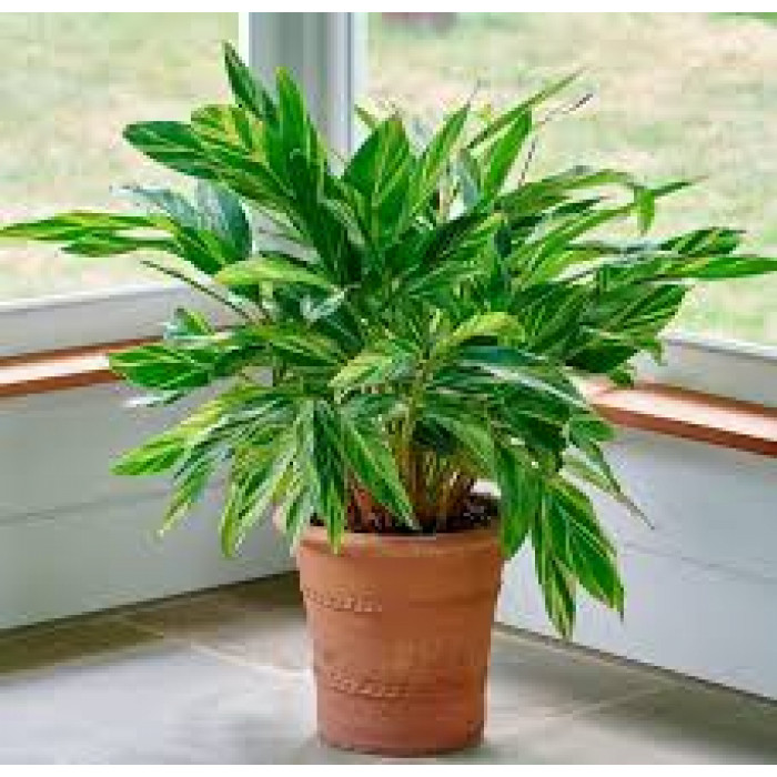 Альпиния в Аксу